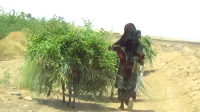 إمراة تقوم بجمع الاعشاب إمراة تقوم بجمع الاعشاب